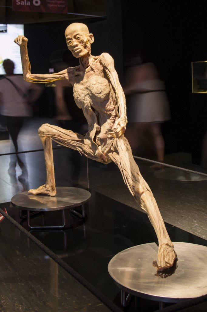 Imagen en la muestra Human Bodies,fotografía realizada por Mireia Vilanova.