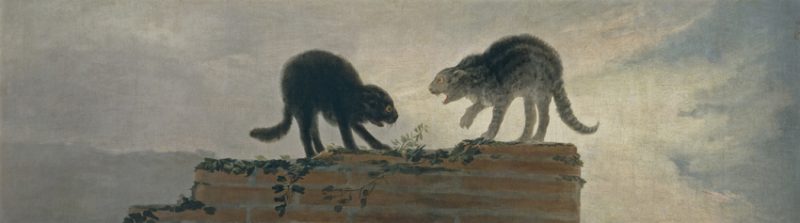 riña-de-gatos.jpg