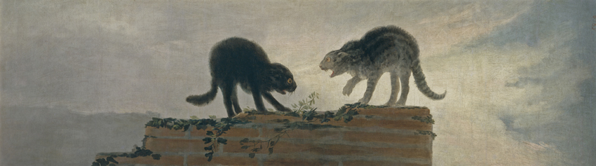 riña-de-gatos.jpg