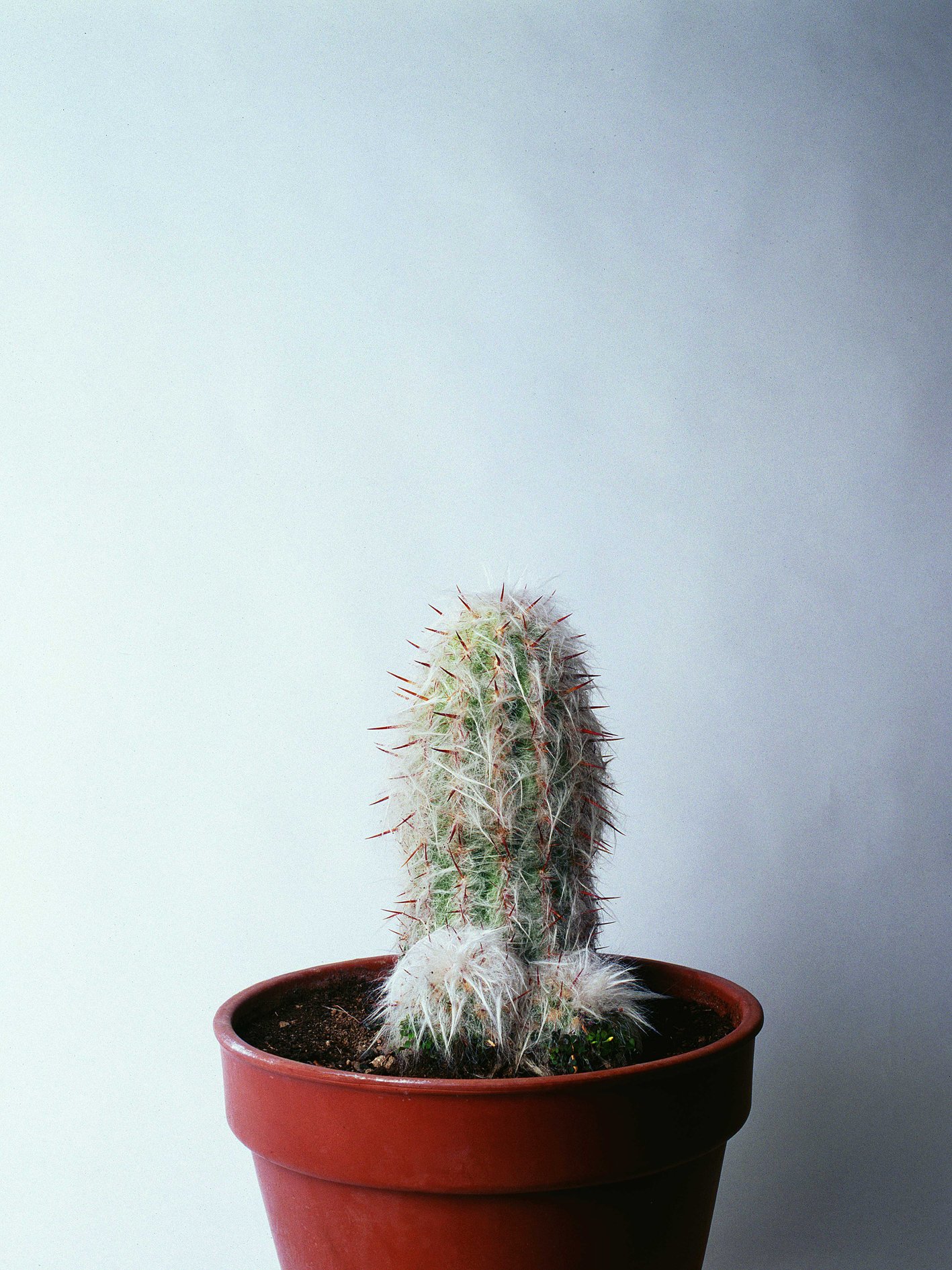 Un cactus más, de Juan Hidalgo, galería Adora Calvo.