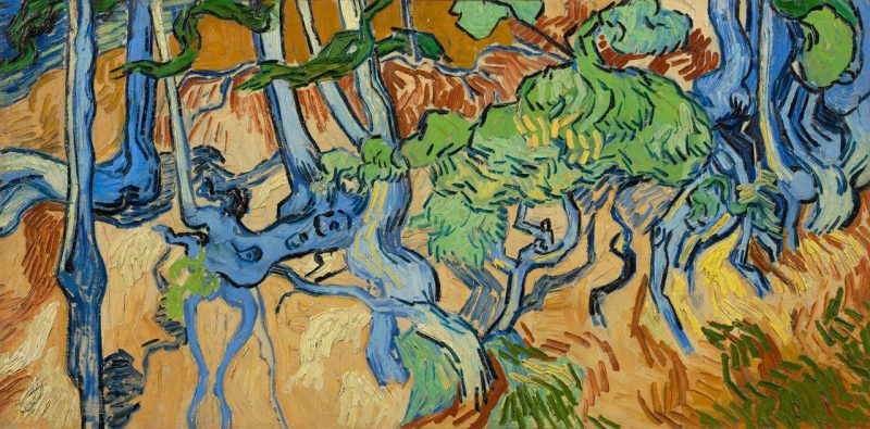raices-de-un-arbol.jpg