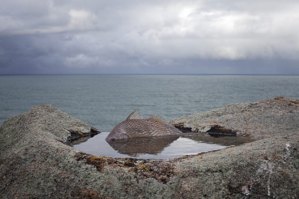 Rodrigo-Braga-Sea-Island-2013.-Courtesy-de-lartiste. Arriba, Estelle-Delesalle-Jean-Marc-Ferrari-De-Amore-2.-LErmitage-des-consolations-2016.-Courtesy-des-artistes.