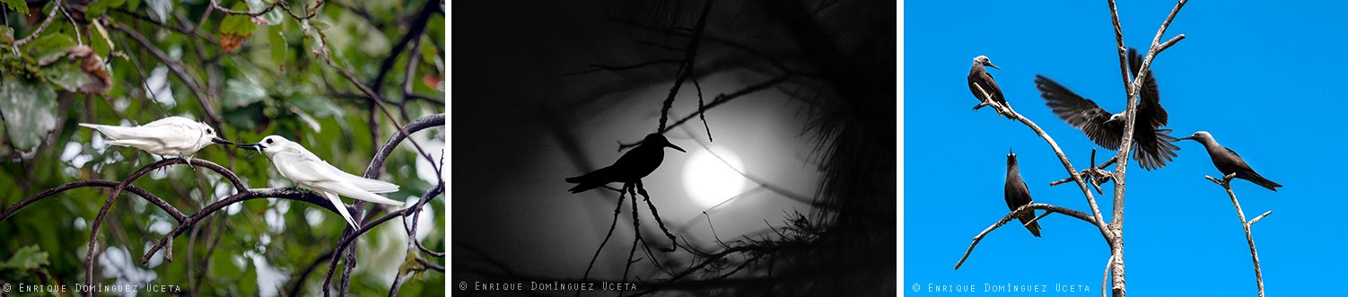 Aves en Bird Island, Seychelles © Enrique Domínguez Uceta