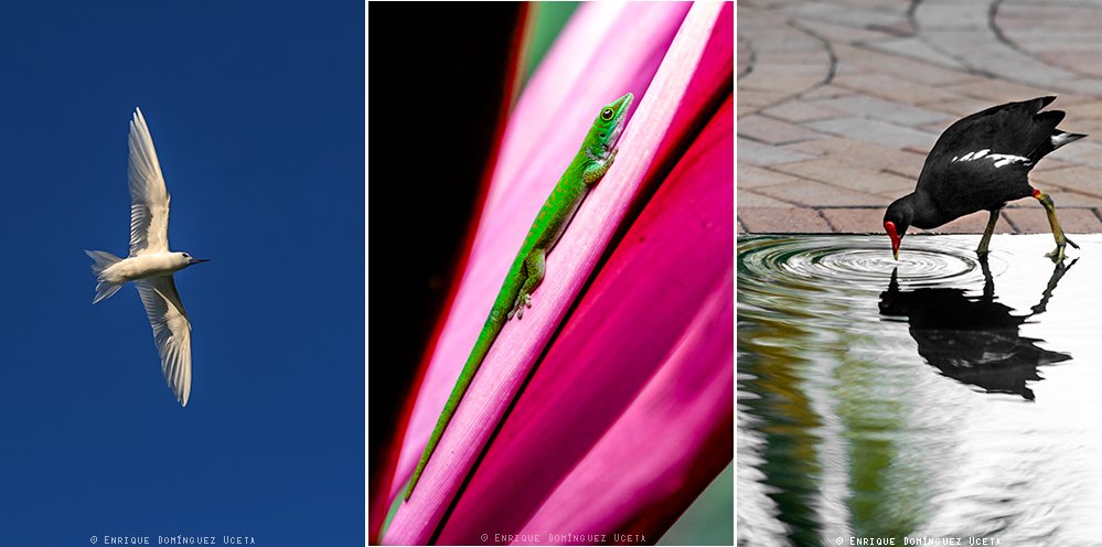 Fauna de Seychelles © Enrique Domínguez Uceta